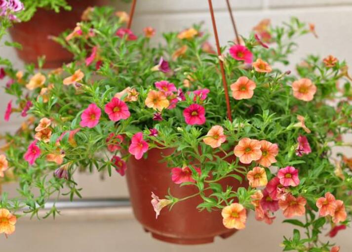 百萬(wàn)小鈴什么時(shí)候開(kāi)花，百萬(wàn)小鈴是一年生還是多年生?