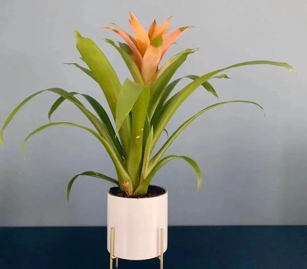 鴻運當頭怎么養長(cháng)得快，如何進(jìn)行繁殖，鴻運當頭花怎么養繁殖?