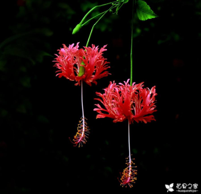 吊燈扶桑怎么換盆，扶桑什么時(shí)候換盆?