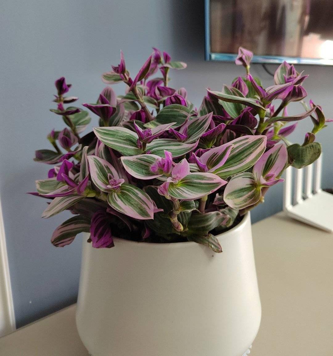 油畫(huà)吊蘭怎么養，怎么扦插，吊蘭扦插方法圖解?