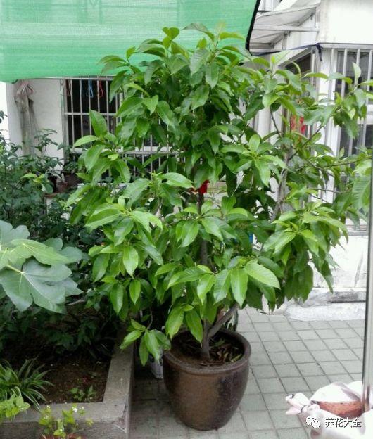 白蘭花什么時(shí)候開(kāi)花，地栽白蘭花過(guò)冬?