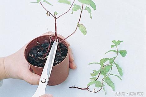 怎么讓薄荷莖葉粗壯，怎么修剪，怎么讓植物的莖干粗壯?