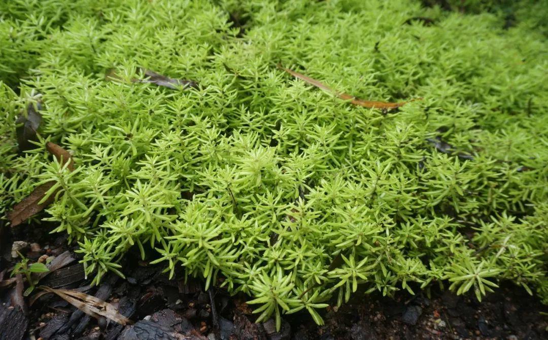 薄雪萬(wàn)年草怎么過(guò)冬，薄雪萬(wàn)年草和佛甲草區別?