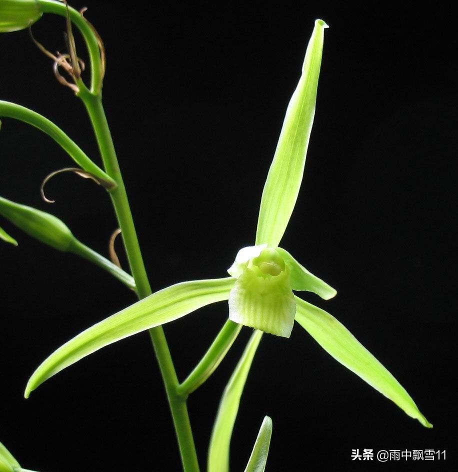 寒蘭怎么繁殖，繁殖的意思?