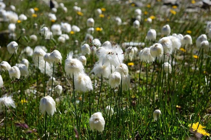 羊胡子草，屬于莎草科植物，可入藥