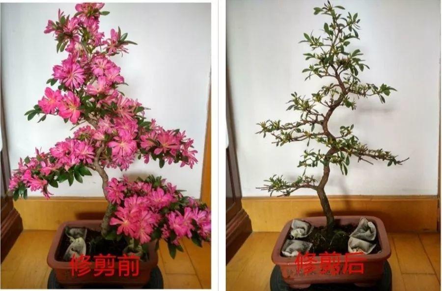 長(cháng)壽花花謝后如何修剪，怎么處理，杜鵑花花謝后怎樣修剪?