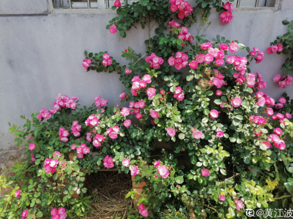 百萬(wàn)小鈴的繁殖方法，什么時(shí)候扦插，發(fā)財樹(shù)什么時(shí)候扦插好?