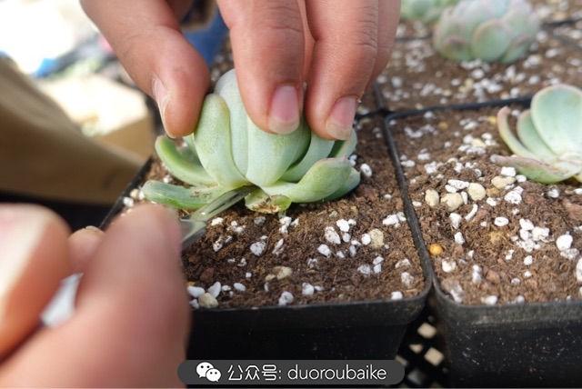 多肉白鳥(niǎo)怎么施肥，白鳥(niǎo)多肉爆盆?