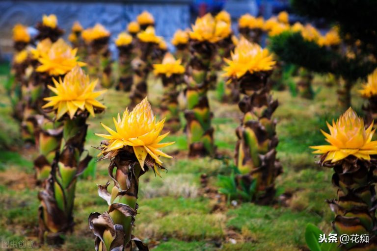 地涌金蓮開(kāi)花后怎么處理，爛莖了怎么辦，地涌金蓮花后怎么處理?