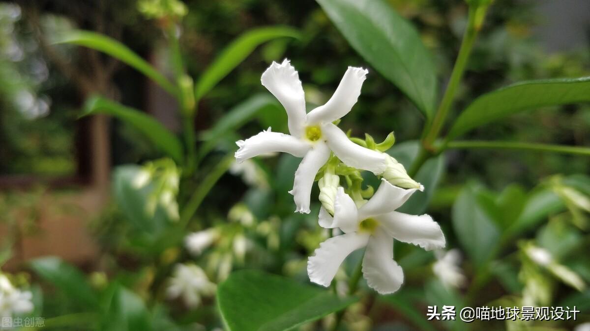 長(cháng)春蔓開(kāi)花嗎，長(cháng)春蔓和常春藤一樣嗎?