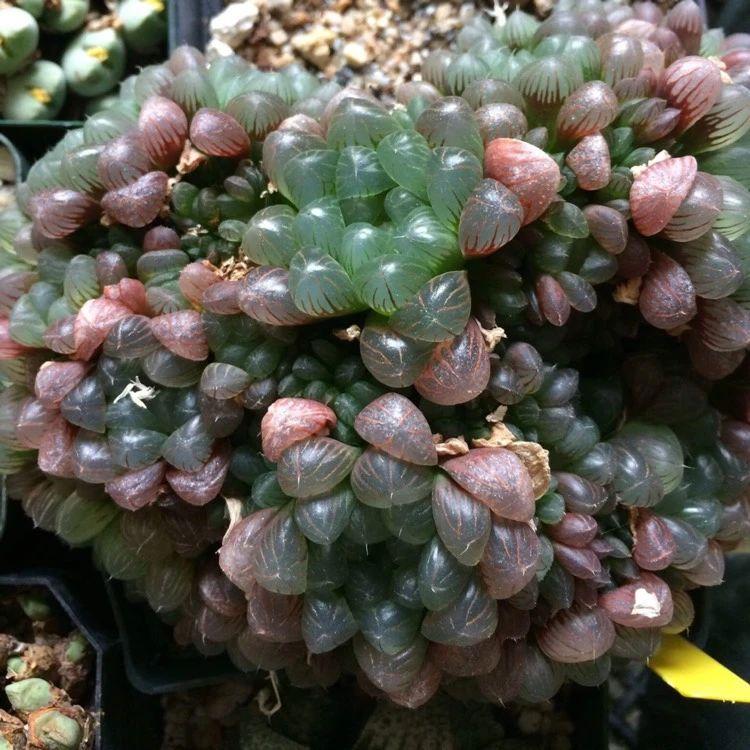 草玉露怎么澆水，這樣澆葉子更透亮了!，玉露干癟不服盆?