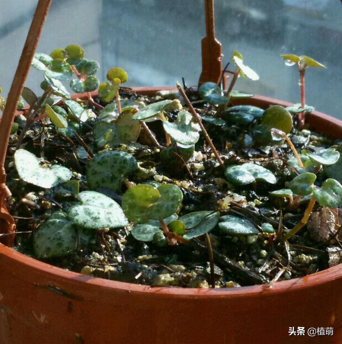 愛(ài)之蔓怎么繁殖，愛(ài)之蔓怎么爆盆?