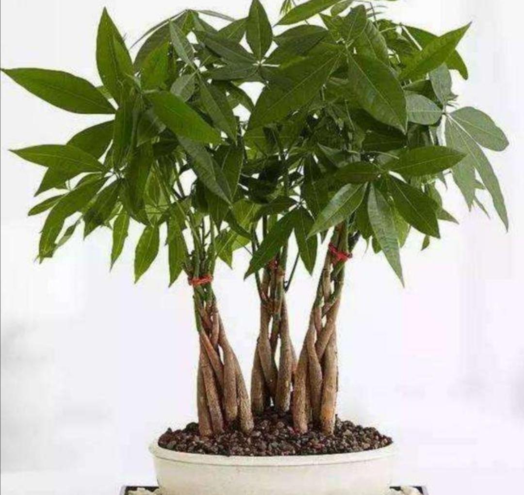 發(fā)財樹(shù)怎么過(guò)冬，葉子發(fā)黃是怎么回事，發(fā)財樹(shù)葉子發(fā)黃怎么救?