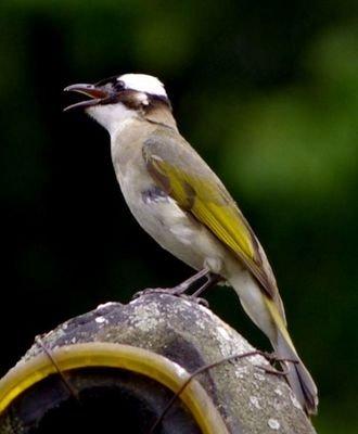 白頭翁的繁殖方法，白頭翁怎么分公母?