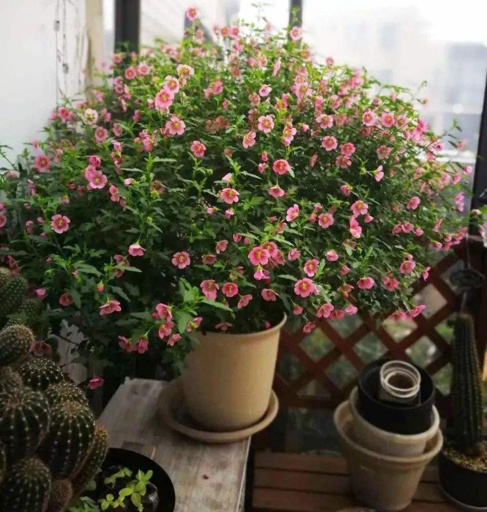 百萬(wàn)小鈴什么時(shí)候開(kāi)花，小木槿要多大花盆栽?