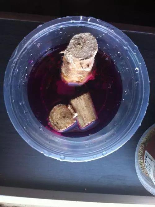 家養發(fā)財樹(shù)怎樣過(guò)冬，能用硫酸亞鐵水澆嗎，招財樹(shù)冬天怎么養?