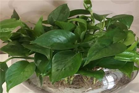 水培牡丹吊蘭的養殖方法和注意事項，水培會(huì )不會(huì )開(kāi)花，水培綠蘿放啥長(cháng)得快?