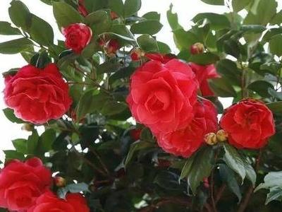 茶花播種到開(kāi)花的時(shí)間，茶花播種時(shí)間，茶花為什么花苞不開(kāi)花?