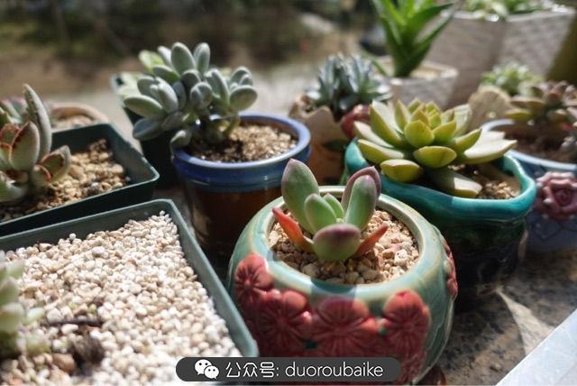 多肉白鳥(niǎo)怎么施肥，白鳥(niǎo)多肉爆盆?