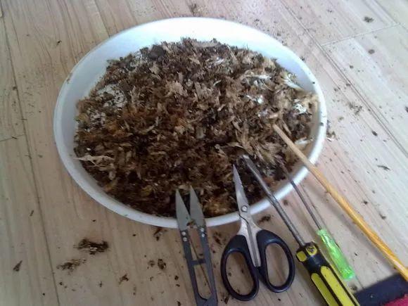 家養發(fā)財樹(shù)怎樣過(guò)冬，能用硫酸亞鐵水澆嗎，招財樹(shù)冬天怎么養?