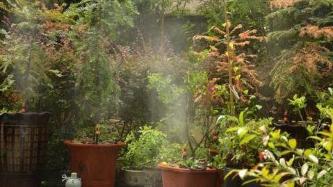 茶花施肥用什么肥料，茶花施肥過(guò)多怎么辦，種茶花用什么肥料最好?