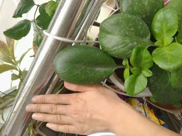 長(cháng)壽花施肥方法，用什么肥好，長(cháng)壽花用什么肥好什么時(shí)候施肥合適?