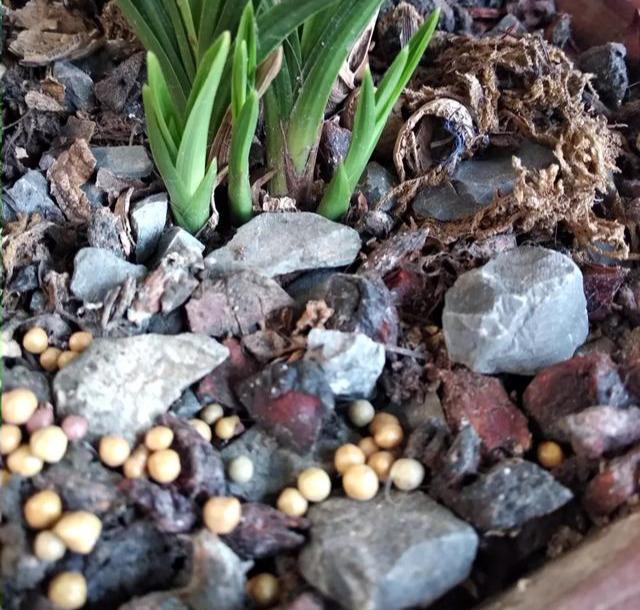 春蘭怎么施肥，春蘭施什么肥比較好?