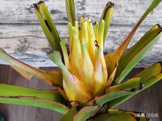 地涌金蓮開(kāi)花后怎么處理，爛莖了怎么辦，地涌金蓮花后怎么處理?