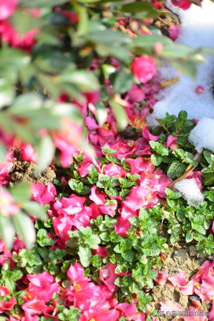 如何使茶梅在圣誕開(kāi)花，茶梅開(kāi)白花怎么辦?