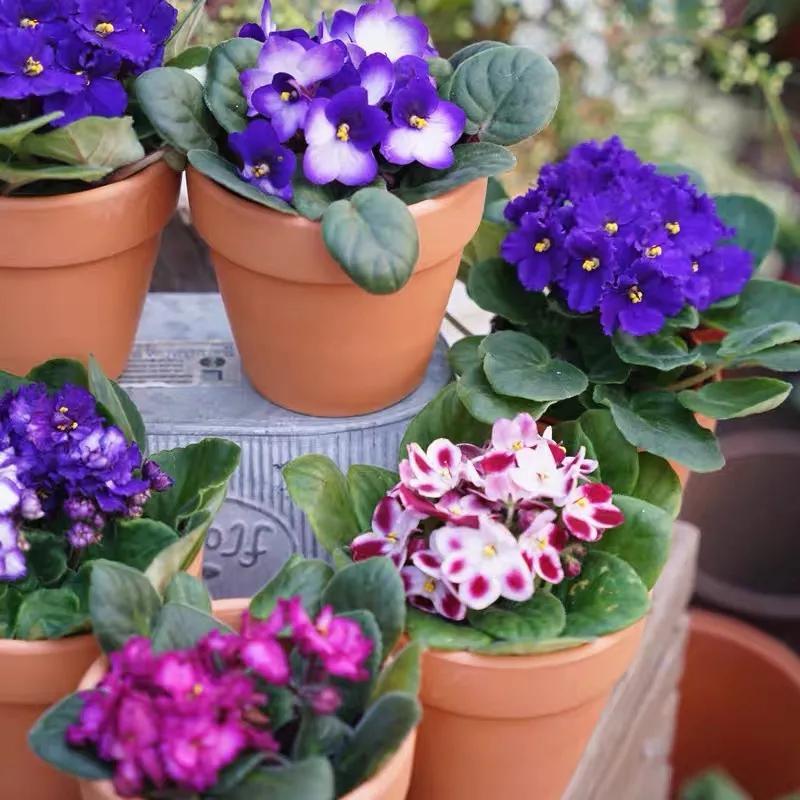 百萬(wàn)小鈴的扦插方法，小木槿扦插多久生根?