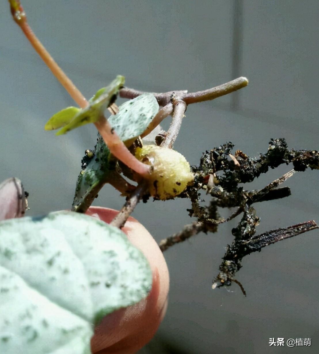 愛(ài)之蔓怎么繁殖，愛(ài)之蔓怎么爆盆?