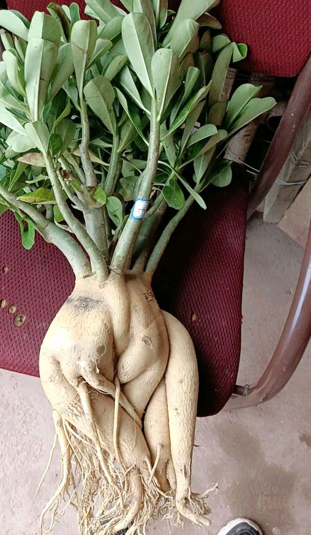 不夜城的分株繁殖，蝴蝶蘭是怎么繁殖的?