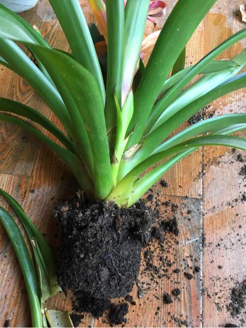 鴻運當頭怎么修剪，鴻運當頭用什么肥料最好?