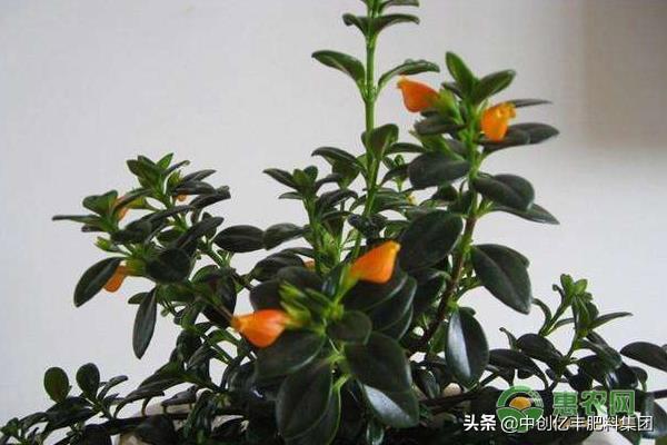 怎么讓金魚(yú)吊蘭開(kāi)花，開(kāi)花期怎么養，金魚(yú)吊蘭修剪教程?