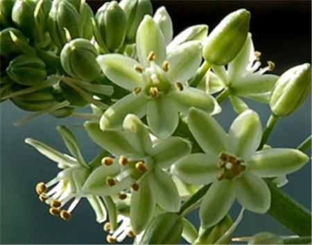 虎眼萬(wàn)年青怎么澆水，虎眼萬(wàn)年青的球爛了?