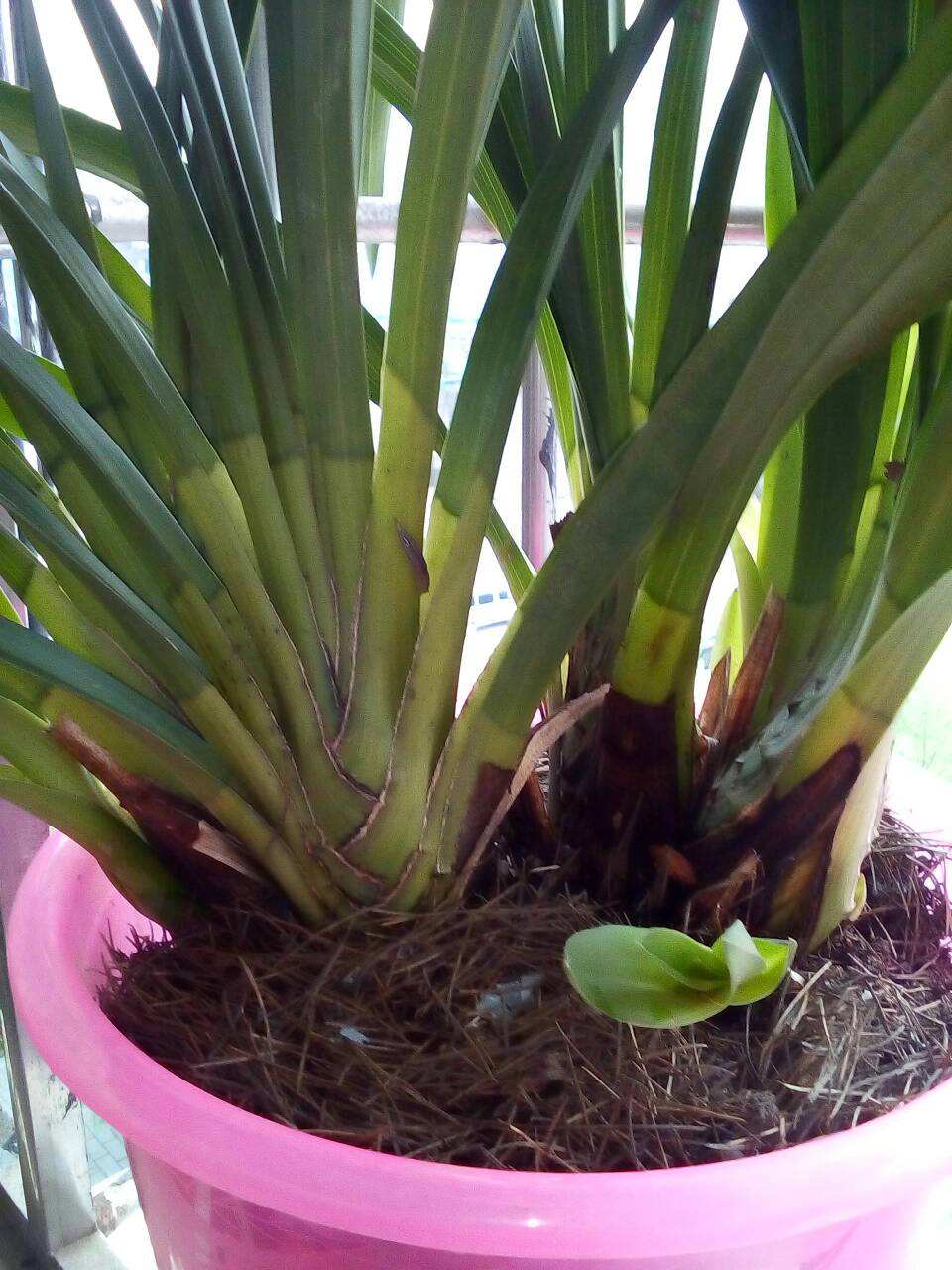 大花蕙蘭如何換盆，怎么分株，大花蕙蘭幾月份換盆?