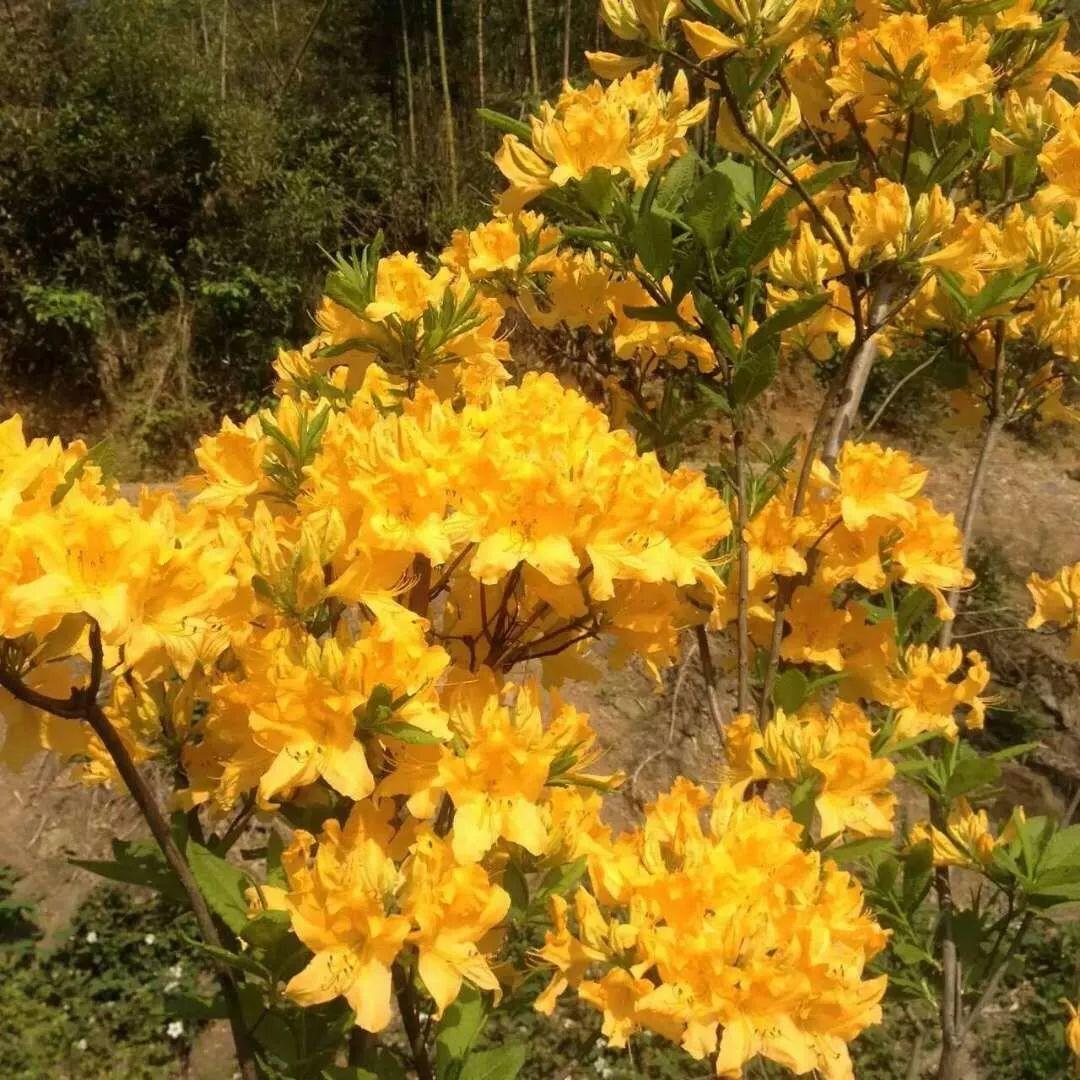 怎么讓杜鵑花開(kāi)花，開(kāi)花前用什么肥，什么肥能讓花卉快速生長(cháng)?