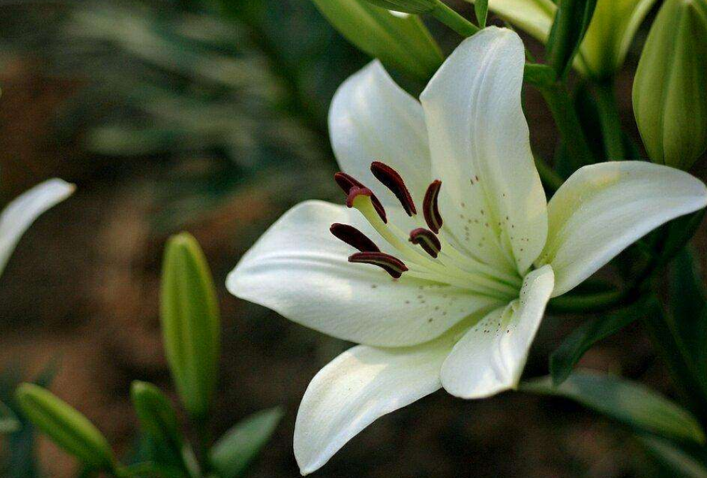 百合徒長(cháng)不開(kāi)花的原因，怎么催花，百合打頂圖解?