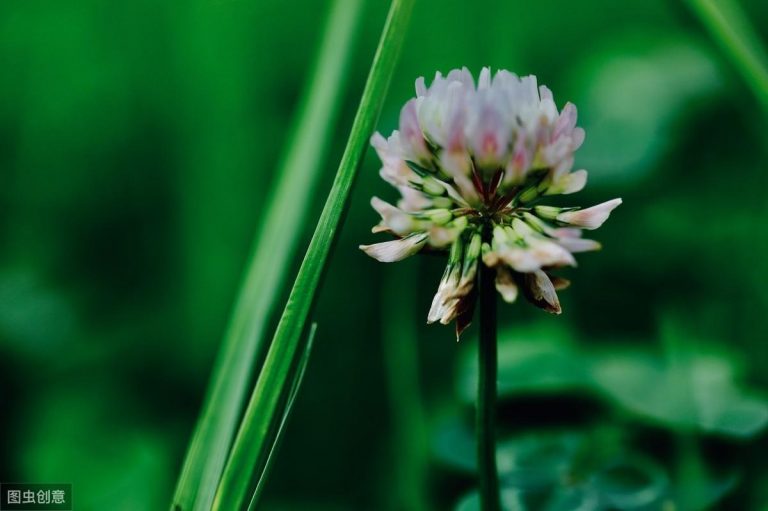 白車(chē)軸草怎么過(guò)冬，白車(chē)軸草圖片?