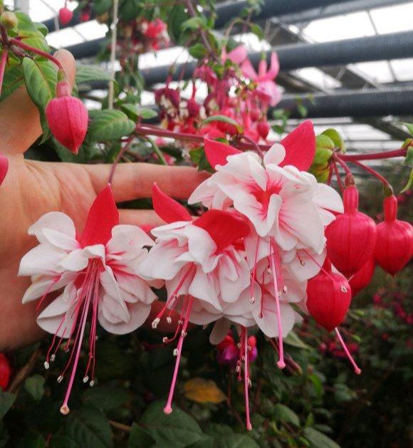 百萬(wàn)小鈴的扦插方法，小木槿扦插多久生根?