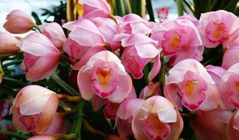 大花蕙蘭花期怎樣澆水，大花蕙蘭怎么澆水合適?