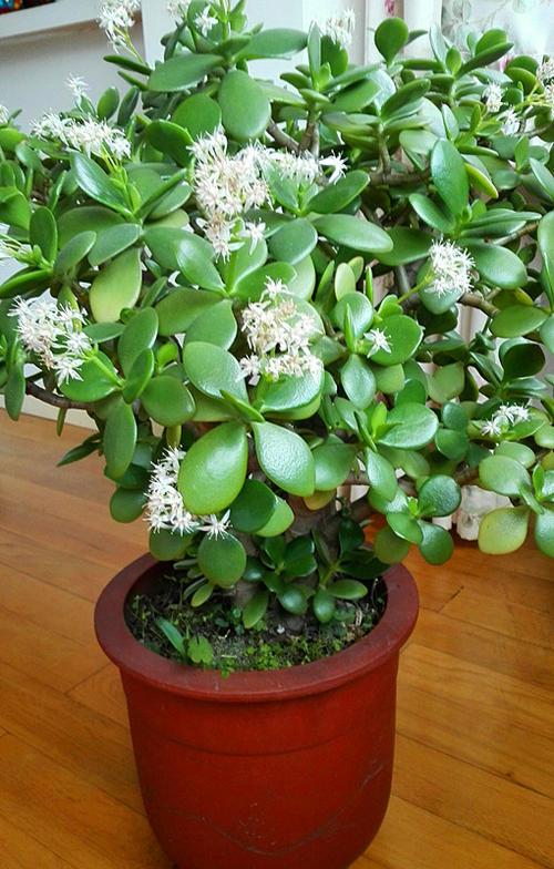 不夜城的分株繁殖，蝴蝶蘭是怎么繁殖的?