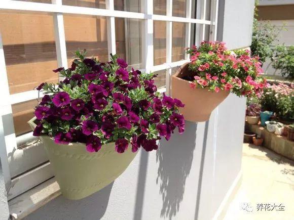 百萬(wàn)小鈴的繁殖方法，什么時(shí)候扦插，金魚(yú)吊蘭的扦插方法和注意事項?