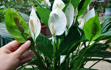 白掌葉子長(cháng)勢茂盛就是不開(kāi)花的原因，形容花草長(cháng)得十分茂盛?