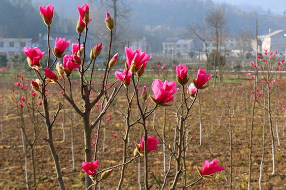 白玉蘭怎么澆水，白玉蘭花多久澆一次水?
