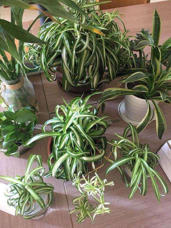 吊蘭冬天怎么過(guò)冬，金邊吊蘭冬天會(huì )凍死嗎?