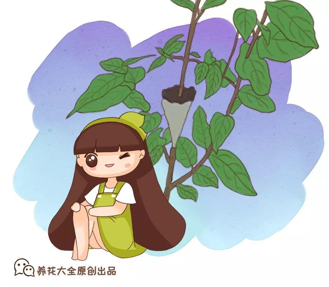 茶花壓條多久生根，空中壓條繁殖技術(shù)，臘梅壓條繁殖時(shí)間?