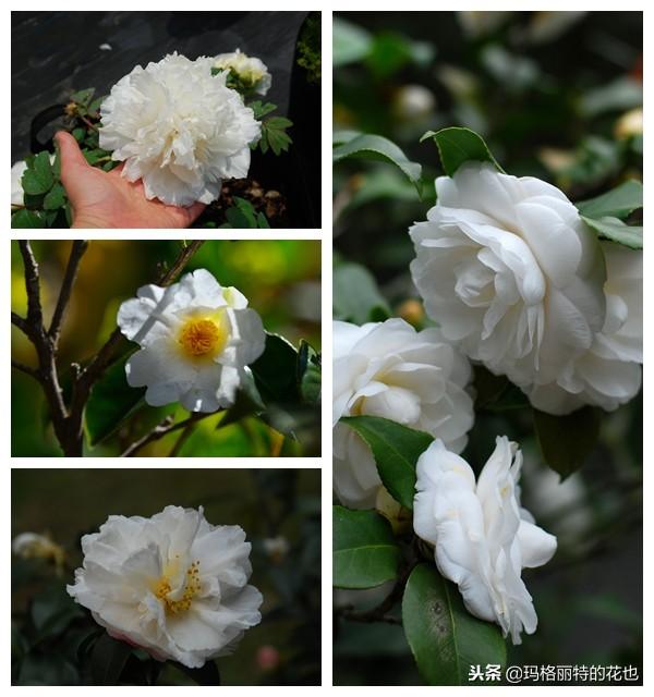 如何使茶梅在圣誕開(kāi)花，茶梅開(kāi)白花怎么辦?