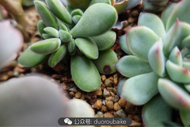 多肉白鳥(niǎo)怎么施肥，白鳥(niǎo)多肉爆盆?