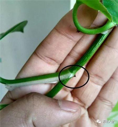 茶梅怎么扦插，茶梅扦插生根最快方法?